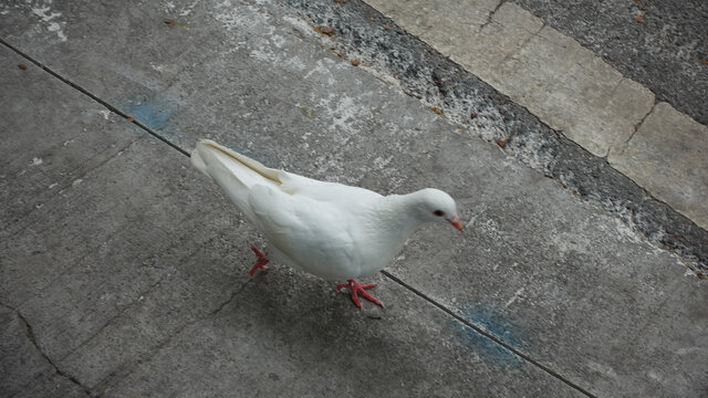 鸽子