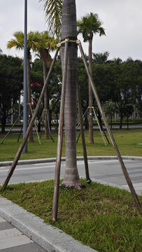 树木支撑架