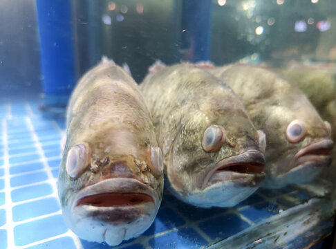 鲜活鲈鱼