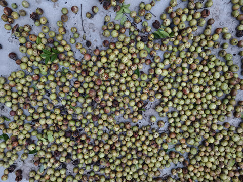 新鲜茶油果