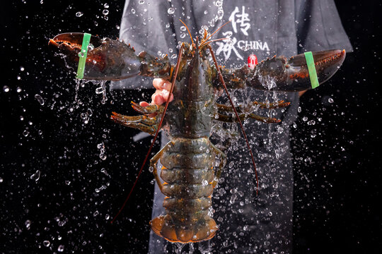 澳洲龙虾