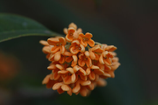 桂花系列之金桂