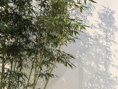 竹影竹子