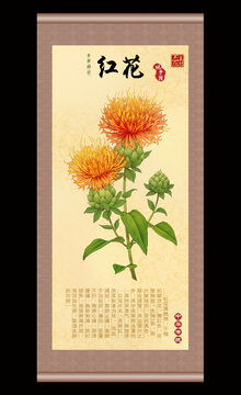 红花插画