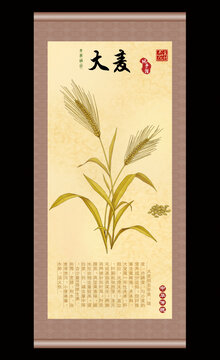 大麦插画