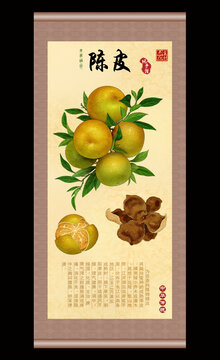 陈皮插画