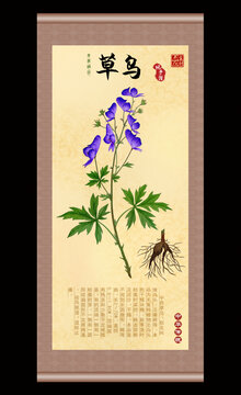 草乌插画