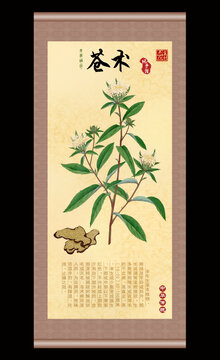 苍术插画