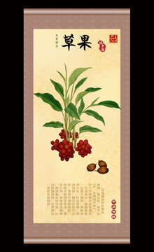 草果插画
