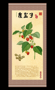 覆盆子插画