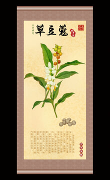 草豆蔻插画