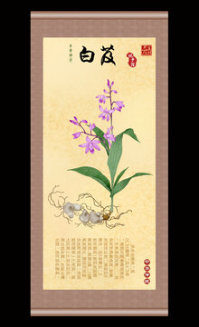 白芨插画