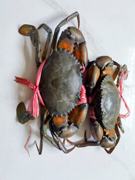 缅甸蟹