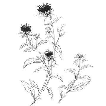 苍术线稿水彩插画手绘中药材