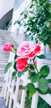 月季花