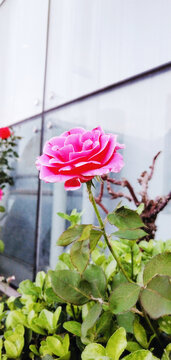 月季花