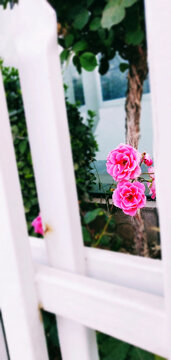 月季花