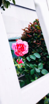 月季花