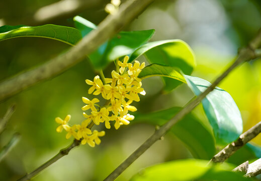 桂花特写