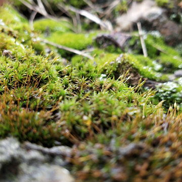 苔藓