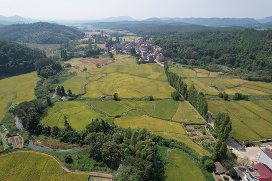 稻田