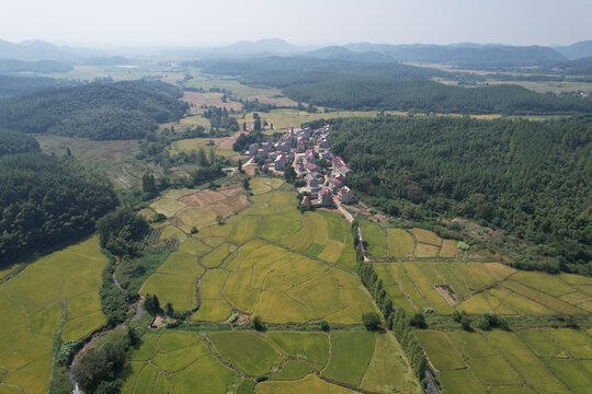 稻田
