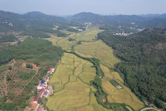 稻田