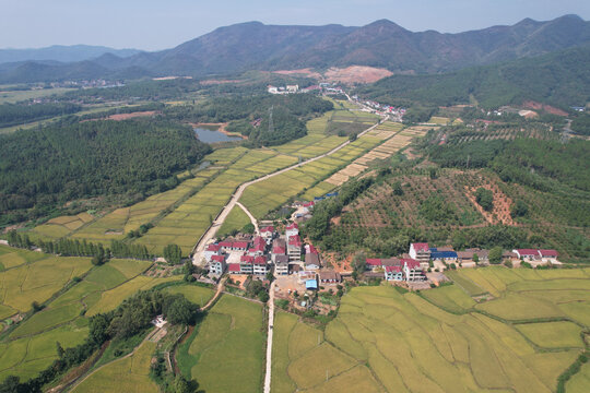 稻田丰收