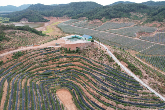 蓝莓基地航拍