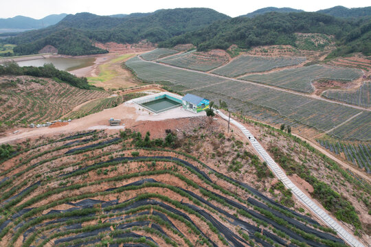 蓝莓种植场地基地