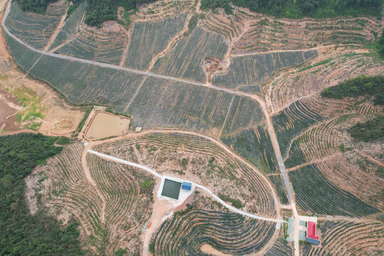 蓝莓基地航拍