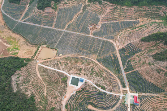 蓝莓基地航拍