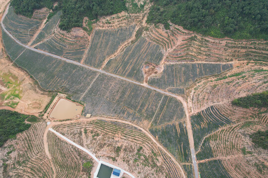 蓝莓种植场地基地