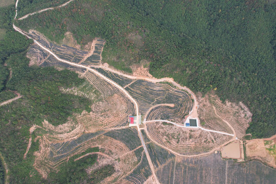 蓝莓种植场地基地