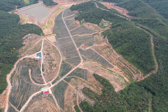 蓝莓种植场地基地