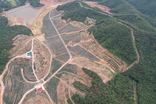 蓝莓种植场地基地