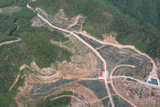 蓝莓基地航拍