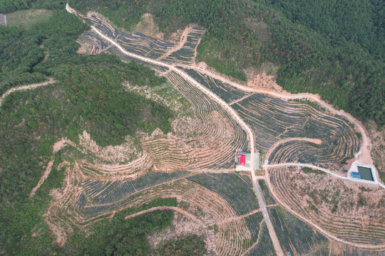 蓝莓基地航拍