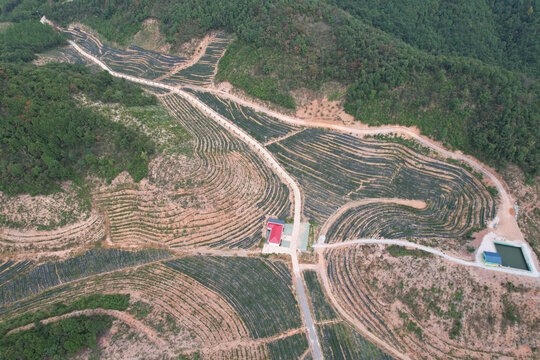 蓝莓基地航拍