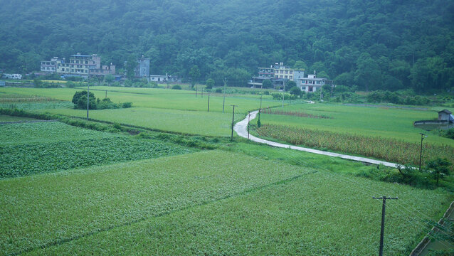 稻田田野
