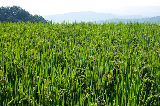 稻田田野