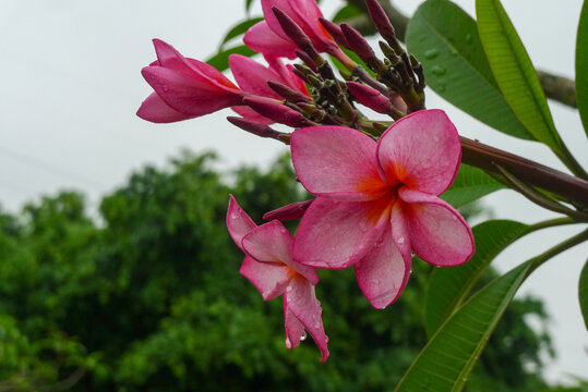 粉红色鸡蛋花