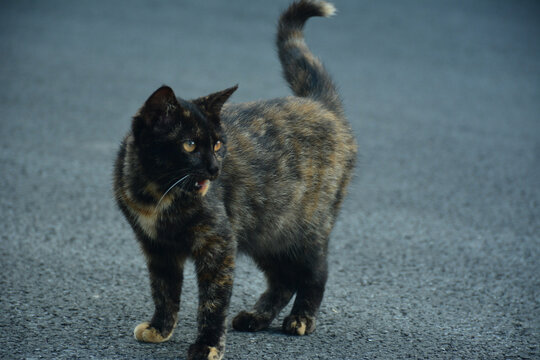 猫