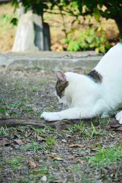 猫
