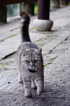 猫