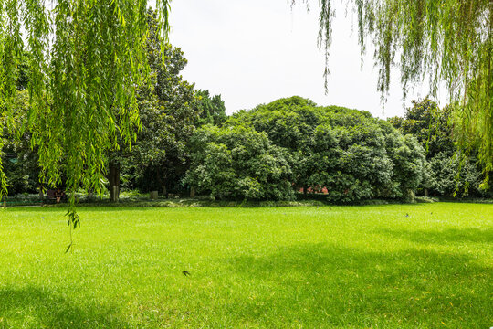 绿树草坪