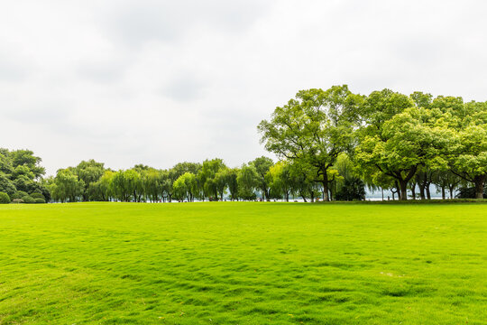 绿树草坪