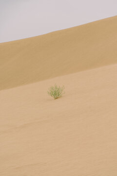 沙漠中的生命乌兰布和沙漠中植物