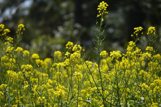 油菜花