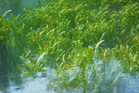 水下水草森林